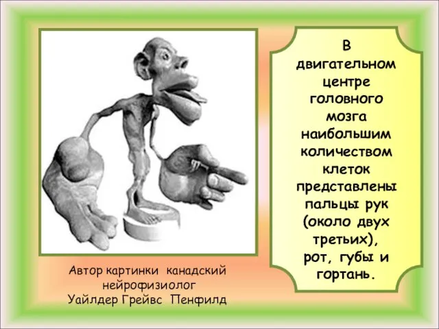 Автор картинки канадский нейрофизиолог Уайлдер Грейвс Пенфилд В двигательном центре головного