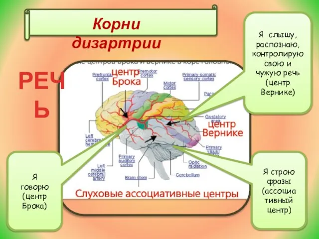 Корни дизартрии РЕЧЬ Я слышу, распознаю, контролирую свою и чужую речь