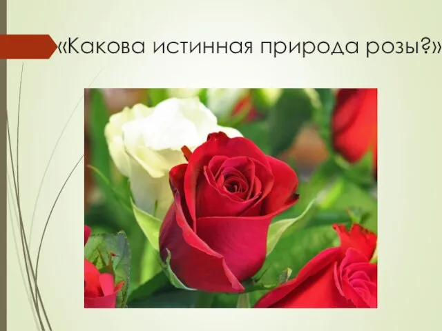 «Какова истинная природа розы?»