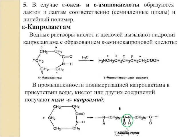 5. В случае ε-окси- и ε-аминокислоты образуются лактон и лактам соответственно