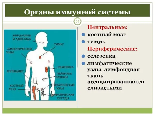Органы иммунной системы Центральные: костный мозг тимус. Периферические: селезенка, лимфатические узлы, лимфоидная ткань ассоциированная со слизистыми