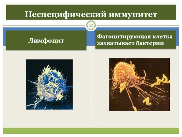 Лимфоцит Фагоцитирующая клетка захватывает бактерии Неспецифический иммунитет