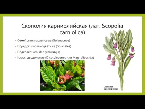 Скополия карниолийская (лат. Scopolia carniolica) Семейство: пасленовые (Solanaceae) Порядок: пасленоцветные (Solanales)