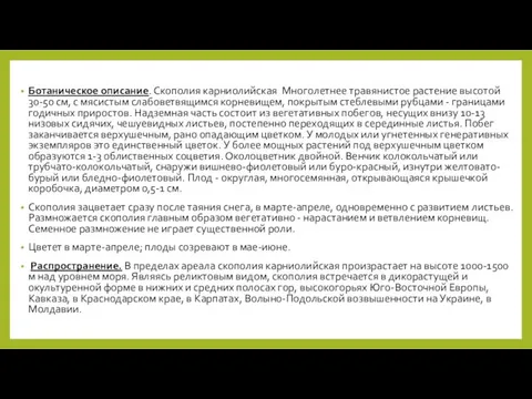 Ботаническое описание. Скополия карниолийская Многолетнее травянистое растение высотой 30-50 см, с