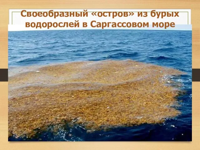 Своеобразный «остров» из бурых водорослей в Саргассовом море