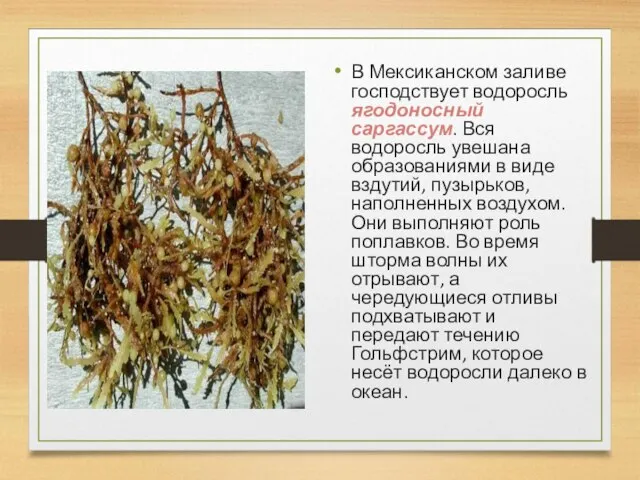 В Мексиканском заливе господствует водоросль ягодоносный саргассум. Вся водоросль увешана образованиями