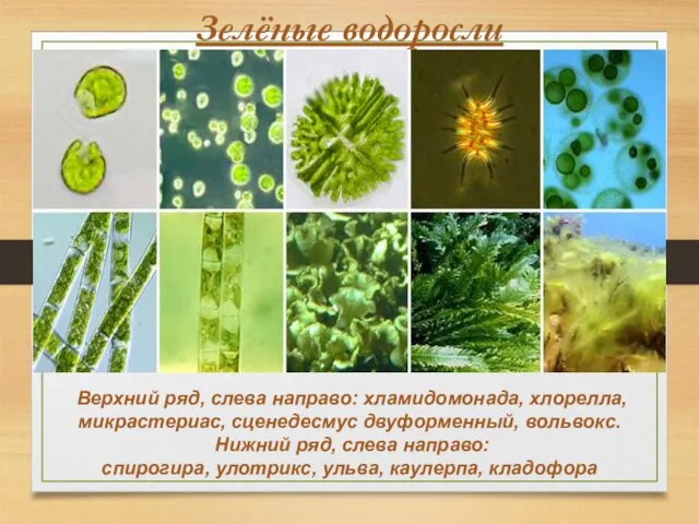 Зелёные водоросли Верхний ряд, слева направо: хламидомонада, хлорелла, микрастериас, сценедесмус двуформенный,