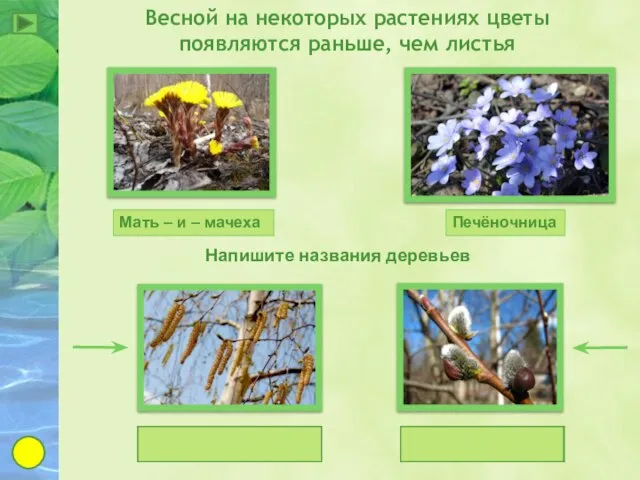 Весной на некоторых растениях цветы появляются раньше, чем листья Мать –