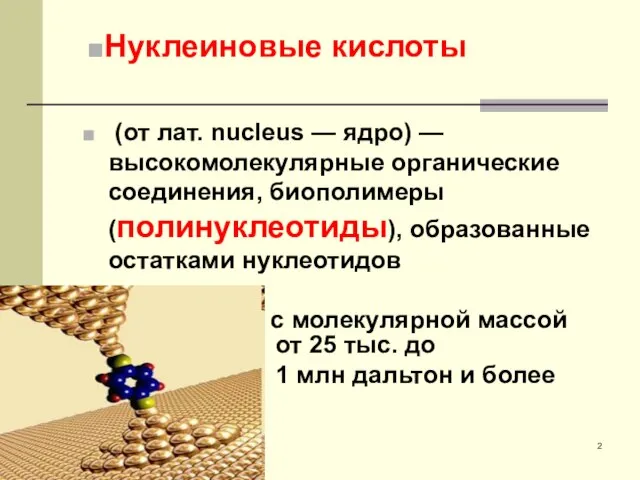 (от лат. nucleus — ядро) — высокомолекулярные органические соединения, биополимеры (полинуклеотиды),