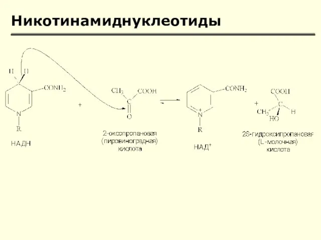 Никотинамиднуклеотиды