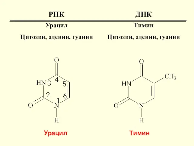 Урацил Тимин