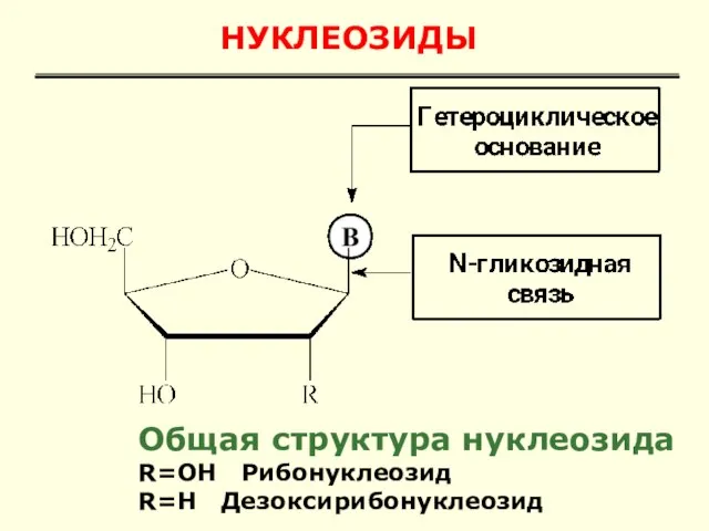 НУКЛЕОЗИДЫ Общая структура нуклеозида R=OH Рибонуклеозид R=H Дезоксирибонуклеозид