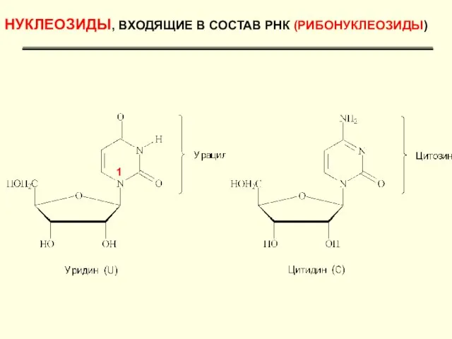 НУКЛЕОЗИДЫ, ВХОДЯЩИЕ В СОСТАВ РНК (РИБОНУКЛЕОЗИДЫ) 1