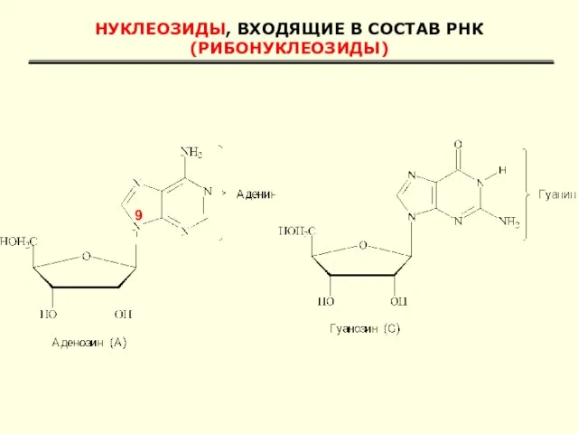 НУКЛЕОЗИДЫ, ВХОДЯЩИЕ В СОСТАВ РНК (РИБОНУКЛЕОЗИДЫ) 9