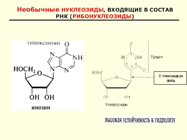 Необычные НУКЛЕОЗИДЫ, ВХОДЯЩИЕ В СОСТАВ РНК (РИБОНУКЛЕОЗИДЫ)