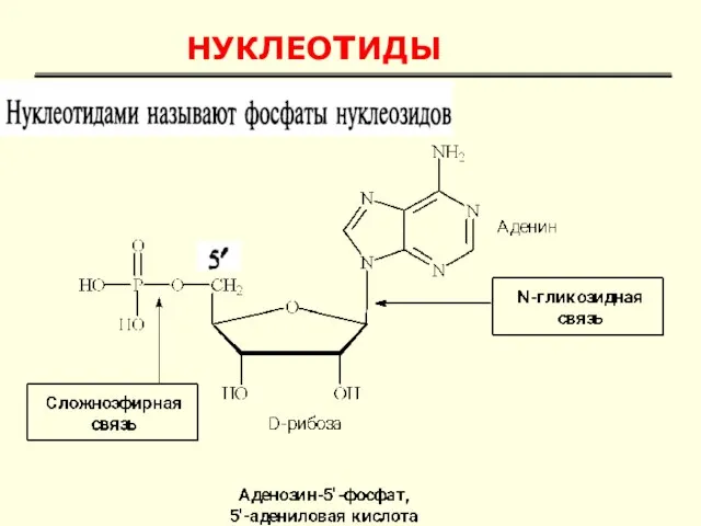 НУКЛЕОтИДЫ