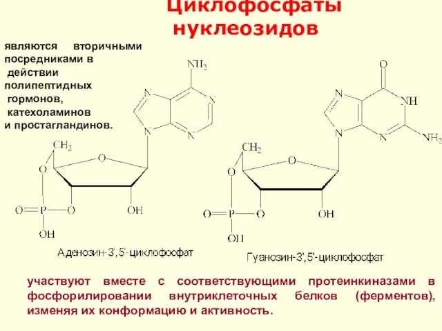 Циклофосфаты нуклеозидов участвуют вместе с соответствующими протеинкиназами в фосфорилировании внутриклеточных белков