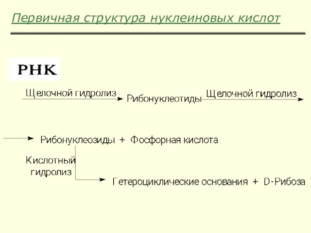 Первичная структура нуклеиновых кислот