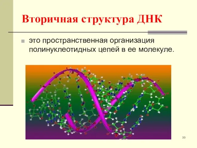 Вторичная структура ДНК это пространственная организация полинуклеотидных цепей в ее молекуле.