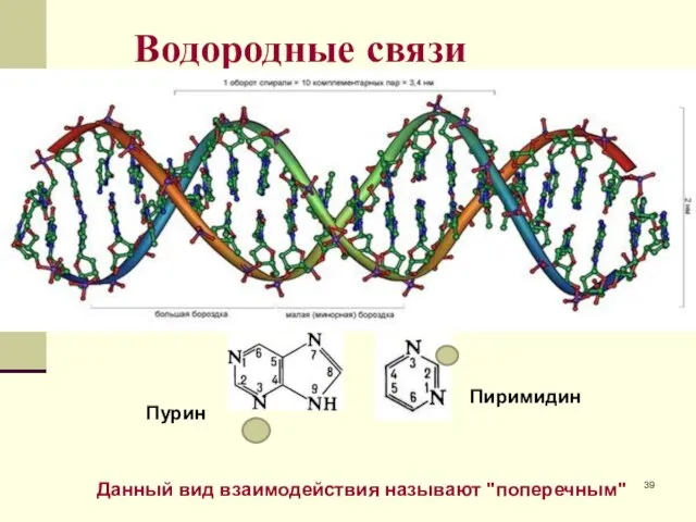 Водородные связи Пурин Пиримидин Данный вид взаимодействия называют "поперечным"