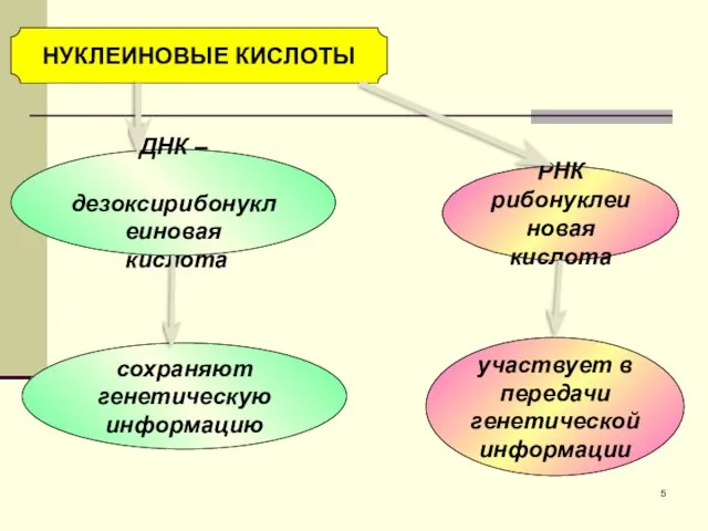 НУКЛЕИНОВЫЕ КИСЛОТЫ ДНК – дезоксирибонуклеиновая кислота РНК рибонуклеиновая кислота сохраняют генетическую