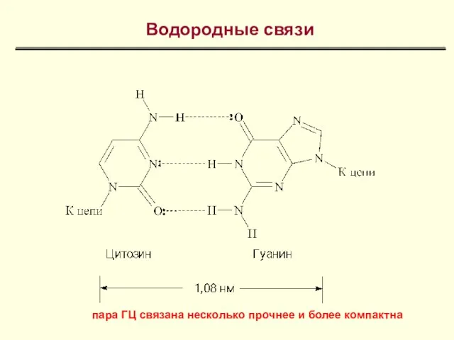 Водородные связи пара ГЦ связана несколько прочнее и более компактна