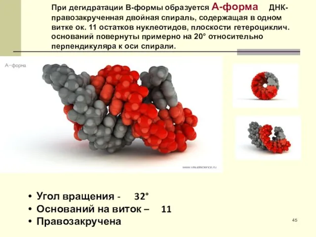 Угол вращения - 32° Оснований на виток – 11 Правозакручена При