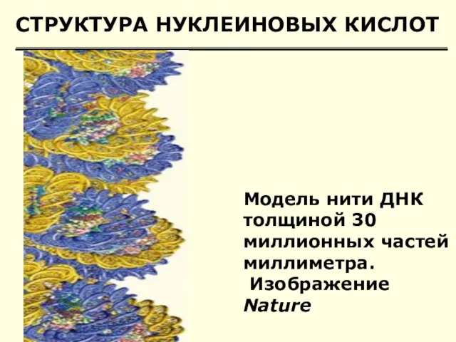 СТРУКТУРА НУКЛЕИНОВЫХ КИСЛОТ Модель нити ДНК толщиной 30 миллионных частей миллиметра. Изображение Nature