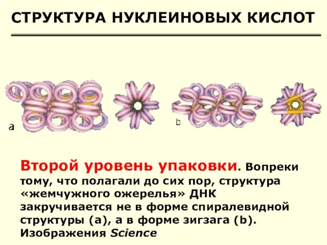 СТРУКТУРА НУКЛЕИНОВЫХ КИСЛОТ Второй уровень упаковки. Вопреки тому, что полагали до