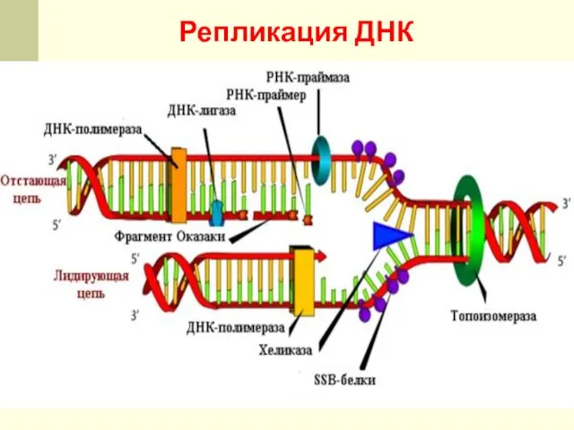Репликация ДНК (рис. 7).