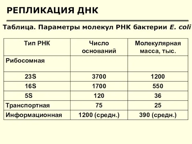 РЕПЛИКАЦИЯ ДНК Таблица. Параметры молекул РНК бактерии Е. соli