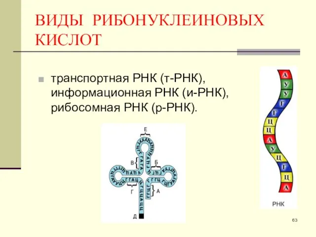 ВИДЫ РИБОНУКЛЕИНОВЫХ КИСЛОТ транспортная РНК (т-РНК), информационная РНК (и-РНК), рибосомная РНК (р-РНК).