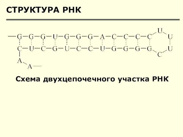СТРУКТУРА РНК Схема двухцепочечного участка РНК