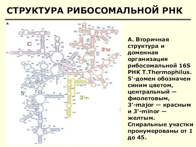 СТРУКТУРА РИБОСОМАЛЬНОЙ РНК А. Вторичная структура и доменная организация рибосомальной 16S