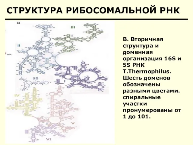 СТРУКТУРА РИБОСОМАЛЬНОЙ РНК B. Вторичная структура и доменная организация 16S и