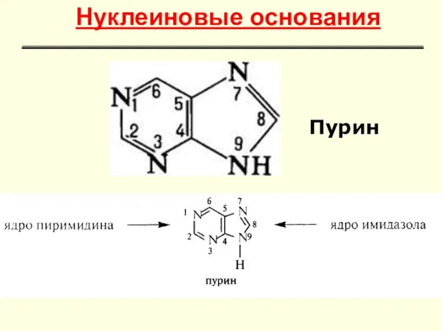 Пурин Нуклеиновые основания