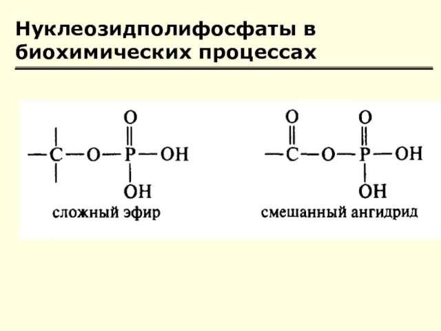 Нуклеозидполифосфаты в биохимических процессах