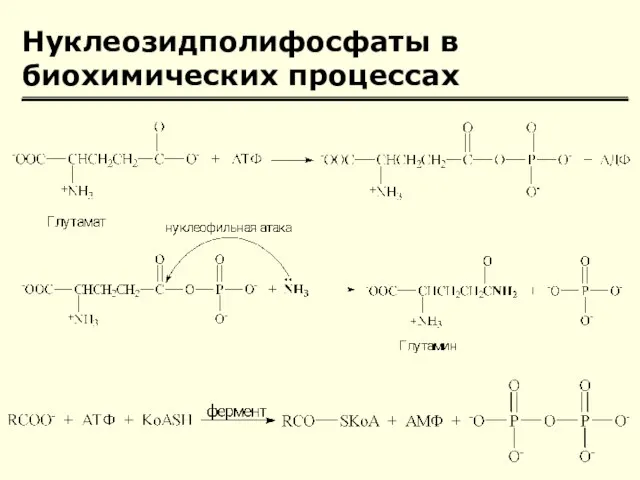 Нуклеозидполифосфаты в биохимических процессах