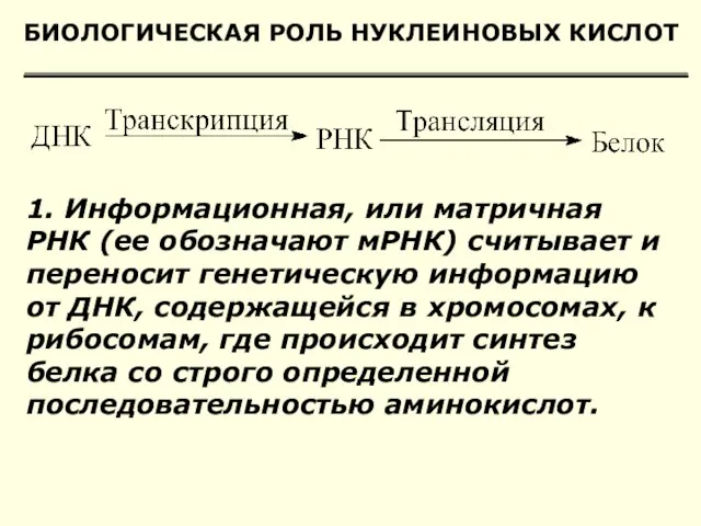 БИОЛОГИЧЕСКАЯ РОЛЬ НУКЛЕИНОВЫХ КИСЛОТ 1. Информационная, или матричная РНК (ее обозначают