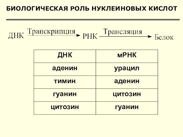 БИОЛОГИЧЕСКАЯ РОЛЬ НУКЛЕИНОВЫХ КИСЛОТ