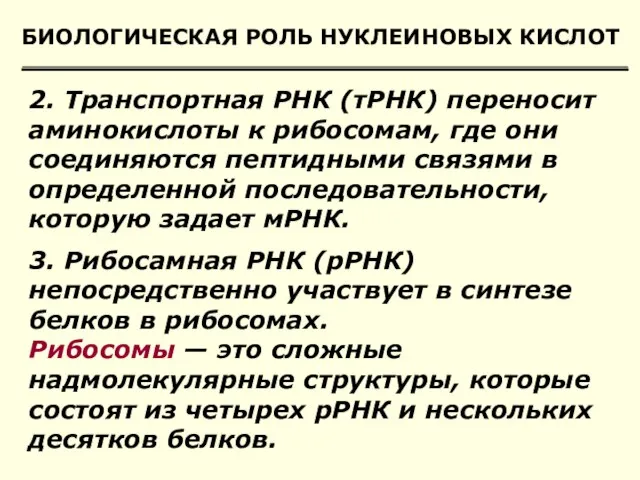 БИОЛОГИЧЕСКАЯ РОЛЬ НУКЛЕИНОВЫХ КИСЛОТ 2. Транспортная РНК (тРНК) переносит аминокислоты к