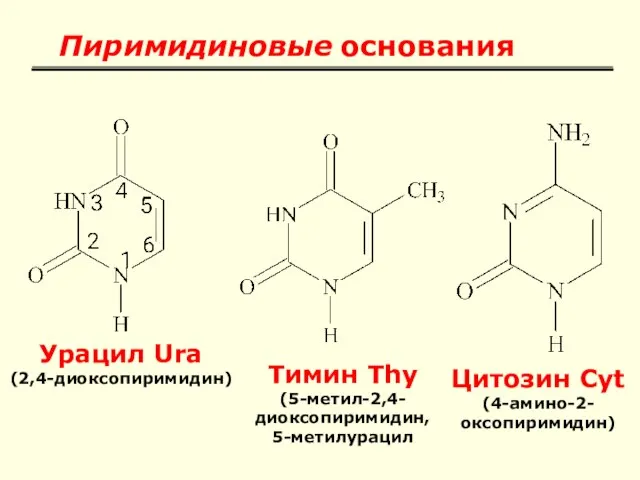 Пиримидиновые основания Урацил Ura (2,4-диоксопиримидин) Тимин Thy (5-метил-2,4-диоксопиримидин, 5-метилурацил Цитозин Cyt (4-амино-2-оксопиримидин)