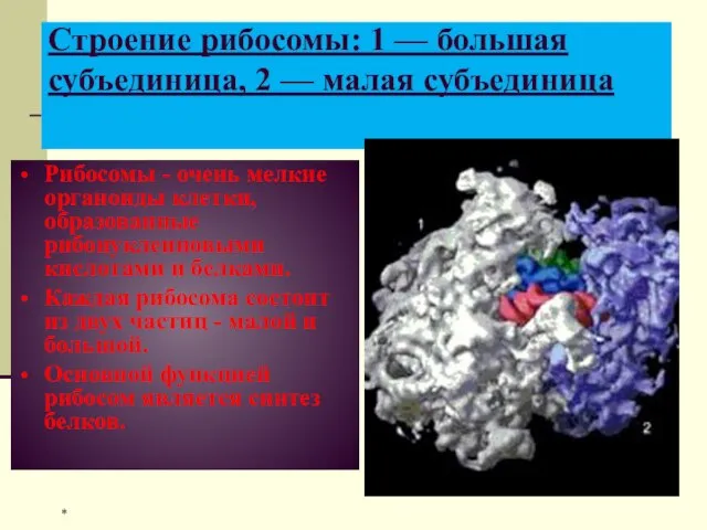 Строение рибосомы: 1 — большая субъединица, 2 — малая субъединица Рибосомы