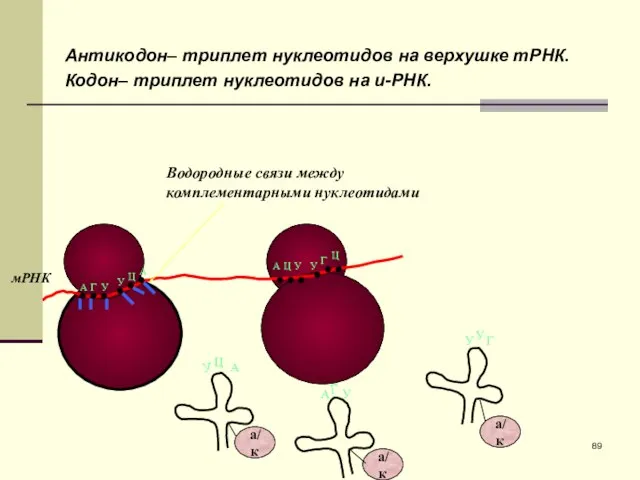 Антикодон– триплет нуклеотидов на верхушке тРНК. Кодон– триплет нуклеотидов на и-РНК.