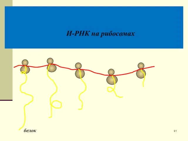 И-РНК на рибосомах белок