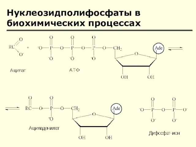 Нуклеозидполифосфаты в биохимических процессах