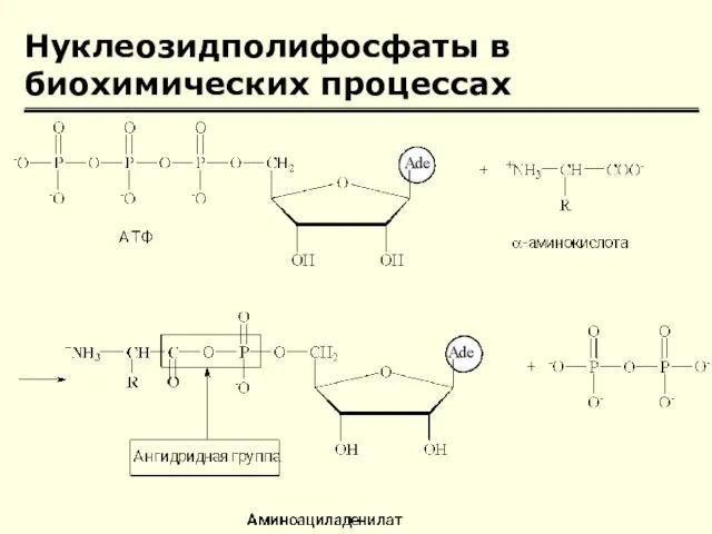 Нуклеозидполифосфаты в биохимических процессах