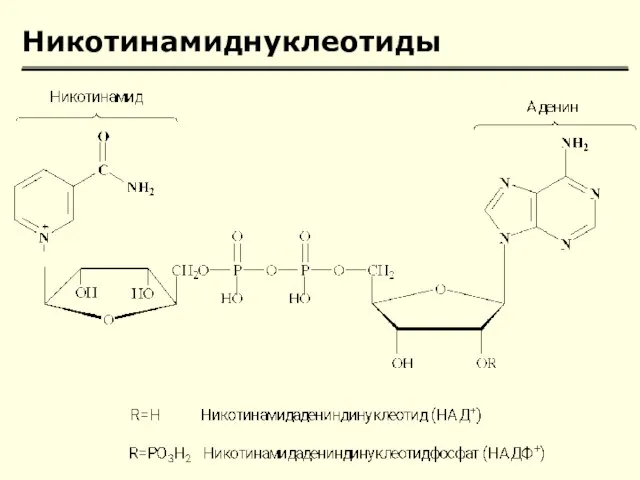 Никотинамиднуклеотиды