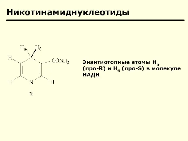 Никотинамиднуклеотиды Энантиотопные атомы Hа (про-R) и Нб (про-S) в молекуле НАДН