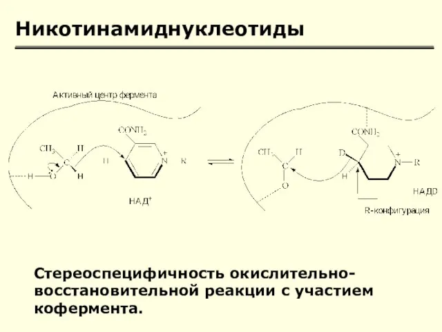 Никотинамиднуклеотиды Стереоспецифичность окислительно-восстановительной реакции с участием кофермента.